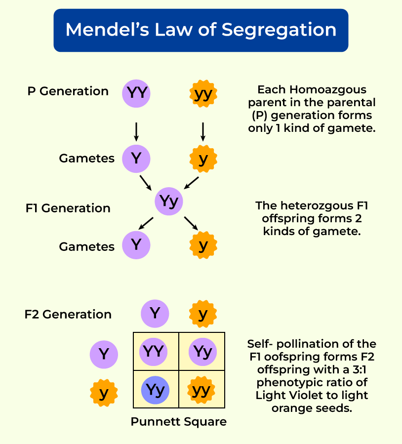 Law of Segregation