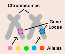 Genes and Alleles